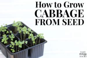 grow cabbage  seed easy gardening hacks