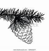Cone Pinecone Needles Coloring Conifer Branch Getcolorings Colo Spruce sketch template