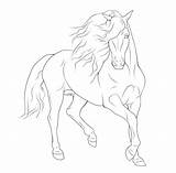 Horse Coloring Drawings Pages Rearing Friesian Gaited Lineart Colouring Teke Akhal Sheets Color Drawing Visit Google Line Tack Horses Sketch sketch template