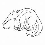 Anteater Coloring Book Children Colorful Preview sketch template