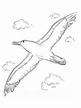 Albatross Coloring Pages Flying Birds Printable Coloringbay sketch template