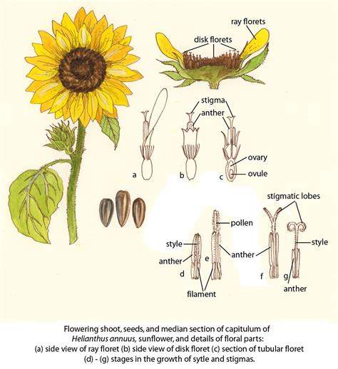 parts   sunflower diagram hanenhuusholli