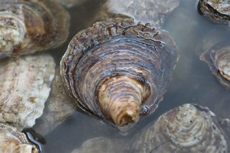 thousands  oysters     uk harbours  boost water quality