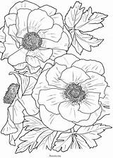 Coloring Pages Flowers Flower Book Adult Printable Bloom Color Anemone Floral Close Books Adults Drawing Painting Number Poppy Colorng Pattern sketch template