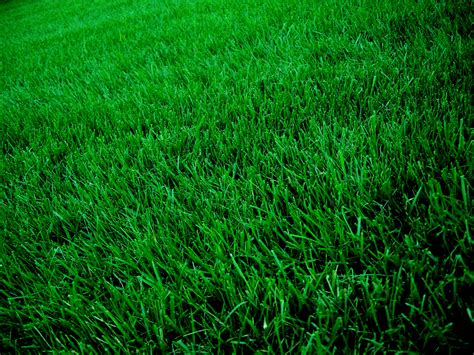 grass types  raleigh nc lawnstarter