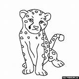 Cheetah Tamarin Cheetahs Designlooter Thecolor sketch template