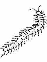 Centipede Coloring Clipart Drawing Bug Insect Pages Insects Creepy Primarygames Cliparts Tattoo Simple Drawings Crawlies Bugs Tattoos Clip Outline Centipedes sketch template