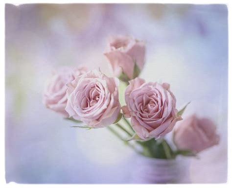 mini pink roses june marie flickr