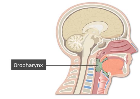 anatomy  regions   pharynx getbodysmart
