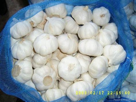 fresh white garlic  jinhuiyang china manufacturer agriculture product stocks