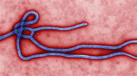 Ebola Virus And Disease