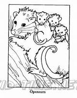 Opossum Kidsfunplace sketch template