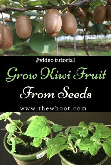 love  learn   grow kiwi fruit  seed