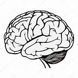 Gehirn Cerebro Menschliches Ausmalbild Spirit Humano Menschliche Sketchite Skizzierung Nervioso Sistema sketch template
