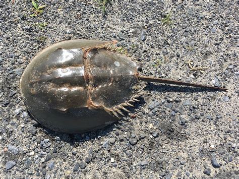 count horseshoe crabs  research   keys