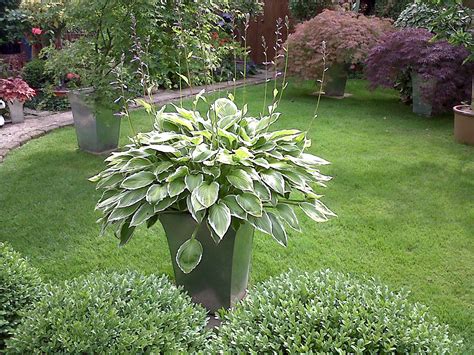 outdoor potted plants garden ideas photograph potted plant