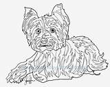 Pages Yorkie Coloring Terrier Puppy Yorkshire Teacup Drawings Morkie Template Getcolorings Paintingvalley Printable sketch template