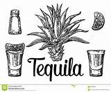 Tequila Cactus Botlle Kaktus Gezeichneter Alkoholische Salzes Disegnato Vetro Insieme Alcolici Schizzo Calce Cocktail Alcoholische Getrokken Zout sketch template