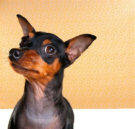 min pin mini pinscher cute dogs cute animals