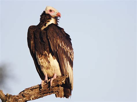 white headed vulture ebird