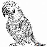 Parrot Zentangle sketch template