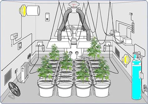 prepare   cannabis grow room