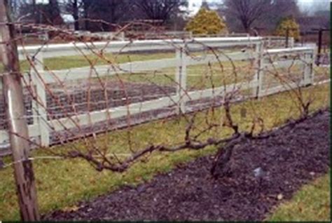 edible landscaping   prune grape vines gardenorg