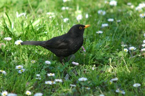 common blackbird picture  creso image abyss