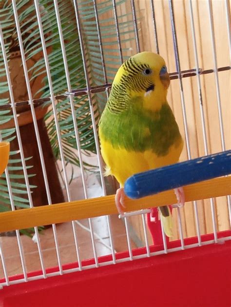 volnistyy popugaychik   parrot bird animals