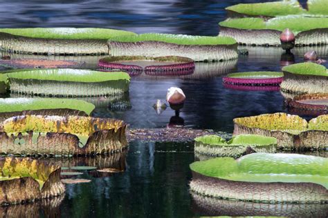 giant lily pads photograph by j darrell hutto