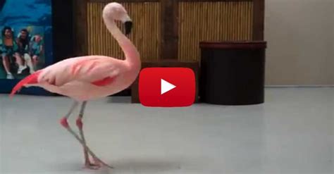 so funny flamingo surprises everyone with her dance moves