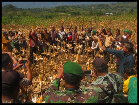 beranda penyuluh pertanian kab manggarai panen simbolis jagung