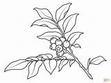 Branch Huckleberry Coloring Pages Printable Drawing Color Template Plants Designlooter Drawings Paper Tablets Compatible Ipad Android Version sketch template