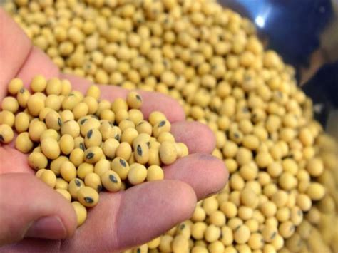 cbot soybeans  modestly higher  strong exports  crop worries markets business recorder