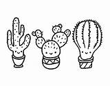 Cactus Colorir Cactos Kawaii Drawing Getdrawings Flores Loudlyeccentric Prickly Pear Visitados Naturaleza sketch template