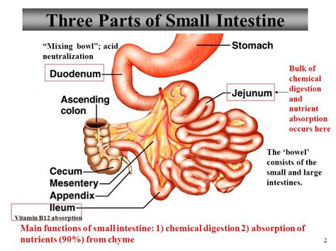 parts  small intestine diagram
