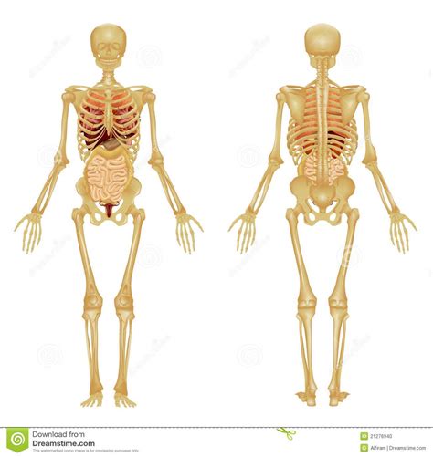 squelette humain d un femme photo stock image 21276940