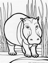 Hippo Coloring Pages Kids Printable Getdrawings Color Getcolorings sketch template