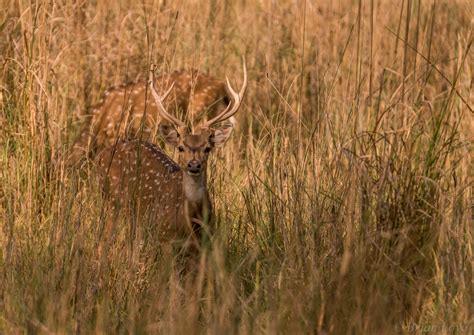 chital juzaphoto