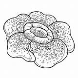 Rafflesia Corpse Arnoldii Parasitic Arnoldi sketch template