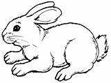 Coloring Hare Pages Color Getdrawings sketch template