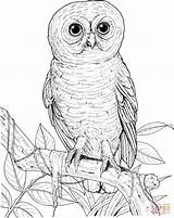 Owl Coloring Pages Big Eyed Printable Burrowing Realistic Drawing Barn Print Sheets Pdf Hoot Getdrawings Printables Activity Designlooter Gif Silhouettes sketch template
