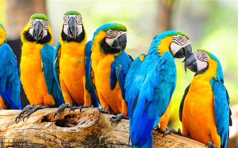 hd wallpapers beautiful macaw parrots hd wallpaper