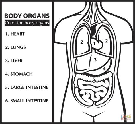 anatomy coloring pages coloring pages