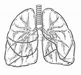 Lungs Drawing Lung Sketch Human Clipart Blood Dripping Cancer Getdrawings Vector Draw Illustration Drawings Royalty Paintingvalley Webstockreview sketch template