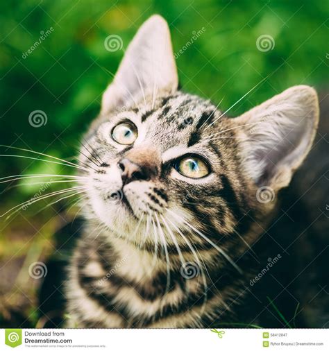 Playful Cute Tabby Gray Cat Kitten Pussycat Stock Image