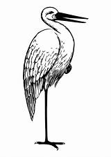 Stork Cicogna Storch Cigogne Ooievaar Malvorlage Colorare Bocian Bangau Kolorowanka Ptaki Putih Ausmalbilder Hitam Burung Pngwing Galliformes Disegni Lainnya Px sketch template