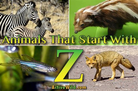 animals  start   list  amazing animals beginning