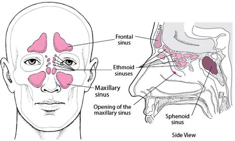nose  sinuses ear nose  throat disorders merck manuals consumer version