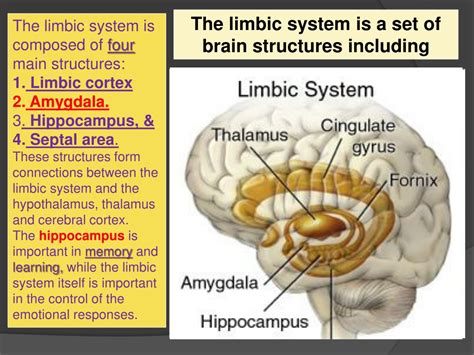 Ppt Thalamus And Limbic System Powerpoint Presentation Free Download